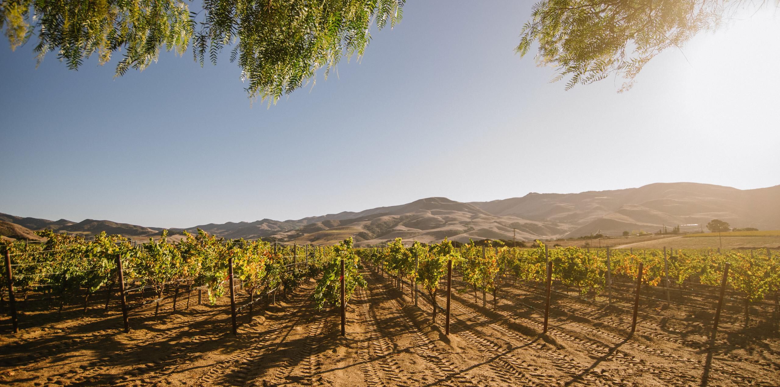 Sta. Rita Hills vineyard